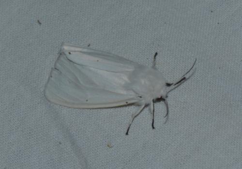Spilosoma lubricipeda